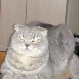 �������, ����������, 48 ���