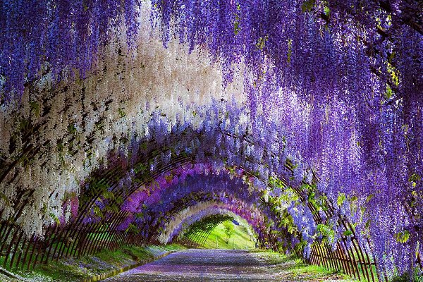 ������ , ���� Kawachi Fuji. ���� Kawachi Fuji � �������� ������ �������� �������� ������������� ... - 3