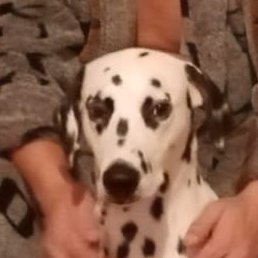 �������, ������, 49 ���