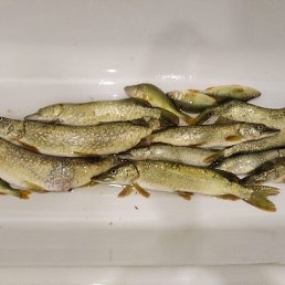 ���� ����, ������������, 56 ��� - ��������� 16 ������� 2023