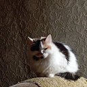 ���� �� ������� ���� ����������