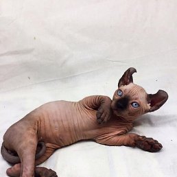 ������, ������������, 58 ���