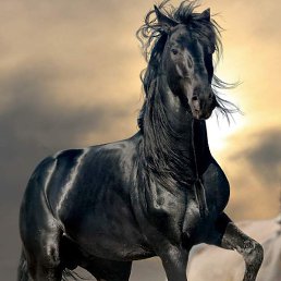 ������, ������, 38 ���