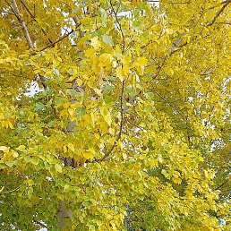 �����, ������, 61 ���