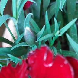 �, ���������, 45 ���