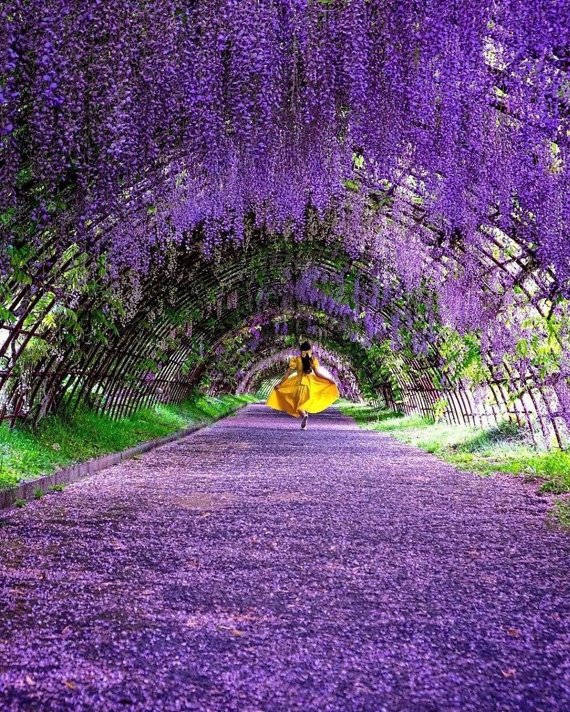  ,  Kawachi Fuji.  Kawachi Fuji       ... - 5