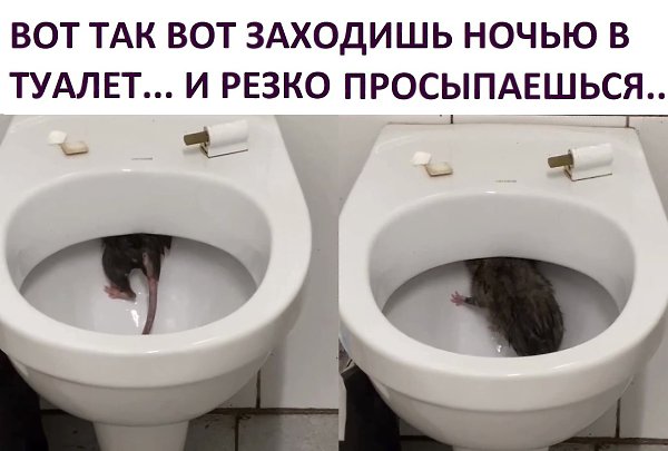 И всё сразу перехотелось... И даже заходить в санузел больше не возникнет желания...