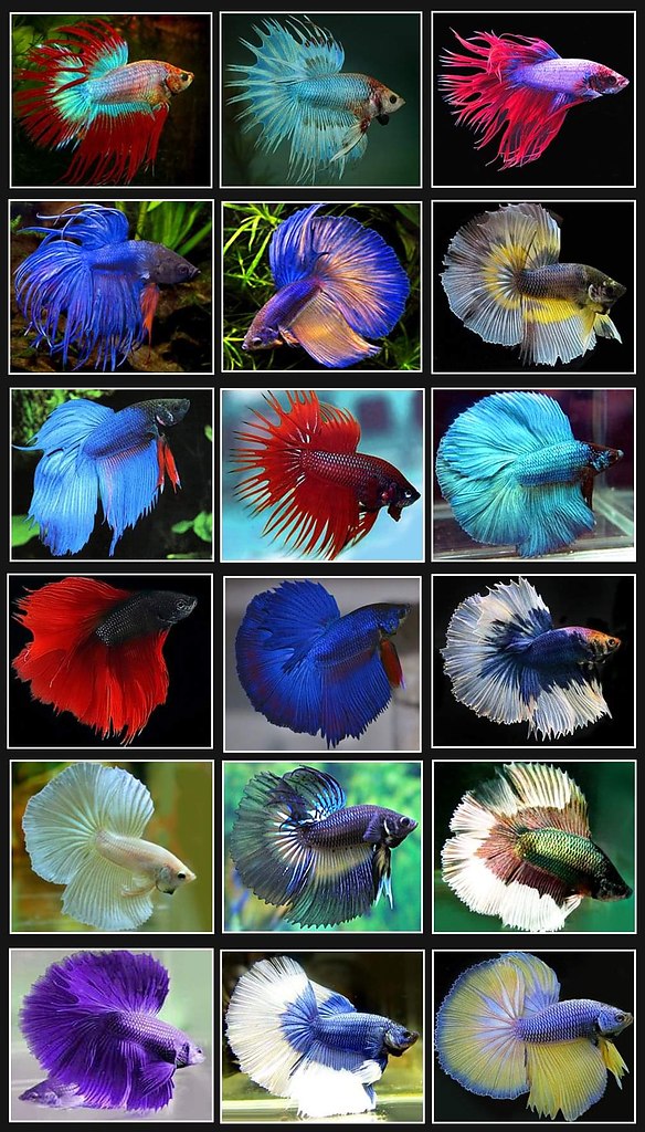 :)  ,    (Betta splendens)       ...