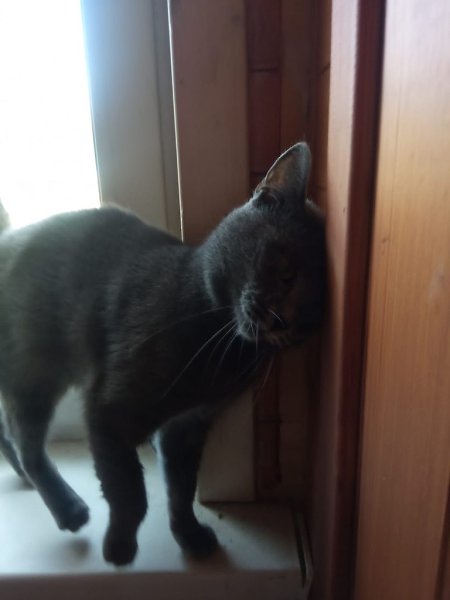 #вДобрыеРуки@40cats.Москва и МО Очень ласковый молодой котофей Дымок ищет любящих хозяев! Хозяева ... - 4