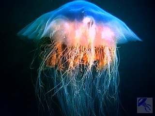 :)  NOMURA -       . (Nomuras jellyfish,Nemopilema ... - 3