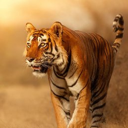 Sassdfg, ��������, 38 ���