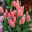 ���� Elvira, ������� - ��������� 8 ������� 2022 � ������ ���� ����������