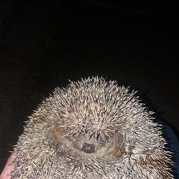 ������, ������, 48 ���