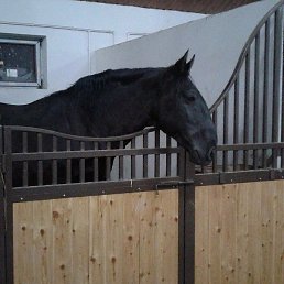 ���������, ���������, 38 ���