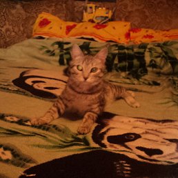 �����, ���������, 38 ���