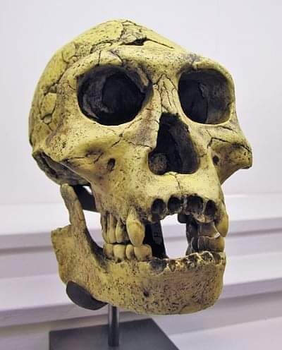 :) Скелет Homoerectus найден в Дманисе (Грузия). В настоящее время находится в Геологическом музее ...