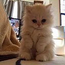 ���� Kyami, ����, 24 ���� - ��������� 31 ����� 2022 � ������ ���� ����������