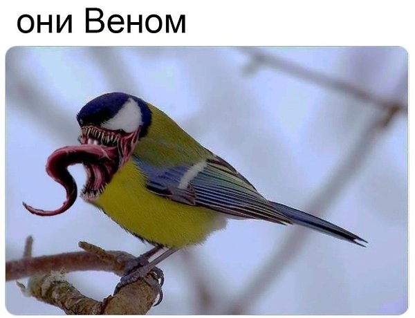 Веном