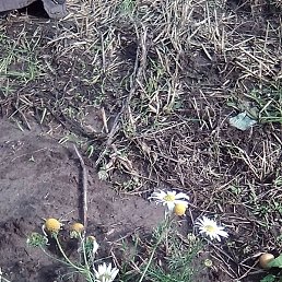 ����, ������, 63 ����