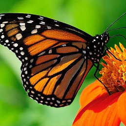 ������, ������-��-����, 40 ���