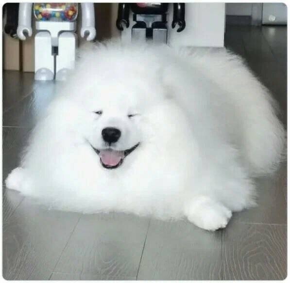   ))