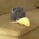 ���� �������, ��������, 44 ���� - ��������� 12 ������� 2022