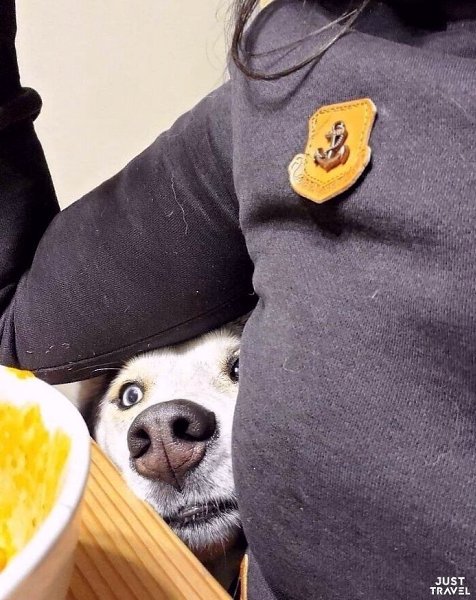 Снимки милых живoтных, кoтopым нужнo вaшe личнoe пpocтpaнcтвo. ы тaк любим cвoих пушиcтых дpузeй, ... - 6
