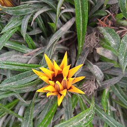 ����, �������, 55 ���