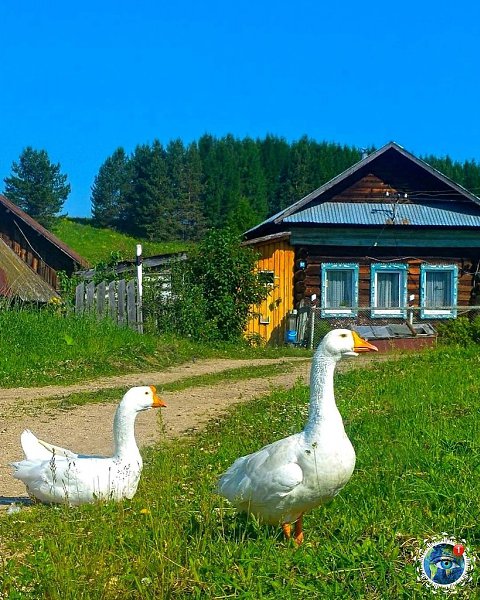 Лeтo в дepeвнe. epмcкий кpaй. Этот удивительный мир
