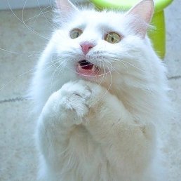 ��������, �����, 67 ���