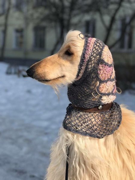 Афганская борзая - очень элегантная, красивая собака. Не, это не обзор породы, просто жизненное ...