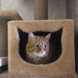 ����, ������, 58 ���