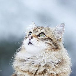 ����, ������, 50 ���