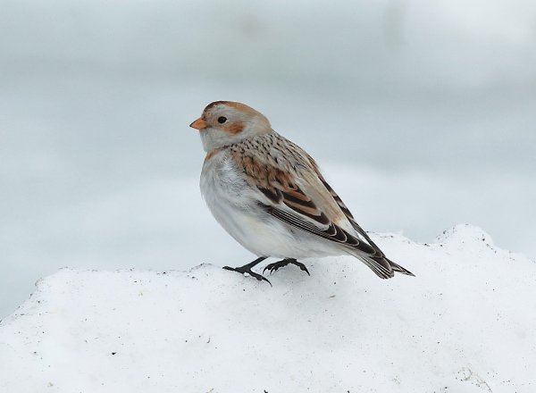 ��� - 11 ������ 2023 � 15:20