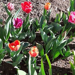 ���� ����, ����, 65 ��� - ��������� 7 ������� 2022