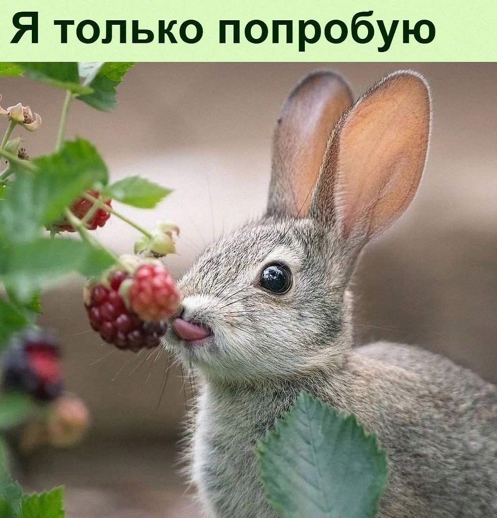 ����� �� �����,�� ��� ����� �� ��������)
