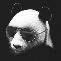 �������, �����-���������, 44 ����