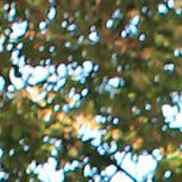 ���������, �����, 51 ���