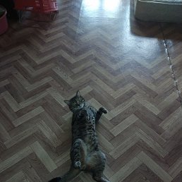 �����, ������, 44 ����