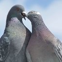 ���� Ro, �������� - ��������� 17 ����� 2023 � ������ ������ ��������