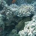  Tiger, , 72  -  28  2023   memory Hurghada