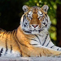 No, �����������, 47 ���