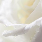 ������, 44 ����, ������