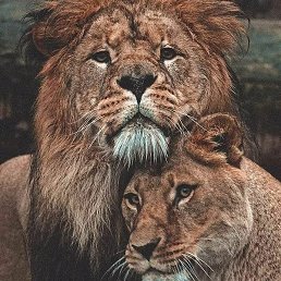 Rasul, ������, 34 ����