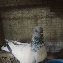  Doni, , 31  -  16  2023    