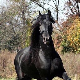 ������, ������, 37 ���