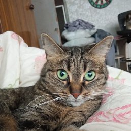 ������, �����-���������, 53 ����