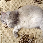 AD, 38 ���, ��������