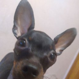 ����, ������, 46 ���