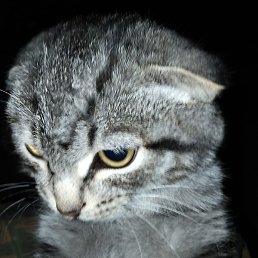 �������, ��������, 40 ���